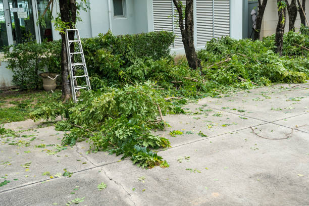 Best Tree Trimming and Pruning  in West Freehold, NJ