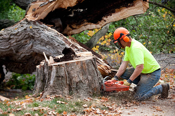 Best Hazardous Tree Removal  in West Freehold, NJ